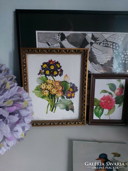 Smaller floral image, antique botanical print reproduction, camellia japonica, camellia