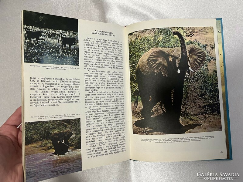Walt Disney: A természet világa könyv, állatos album