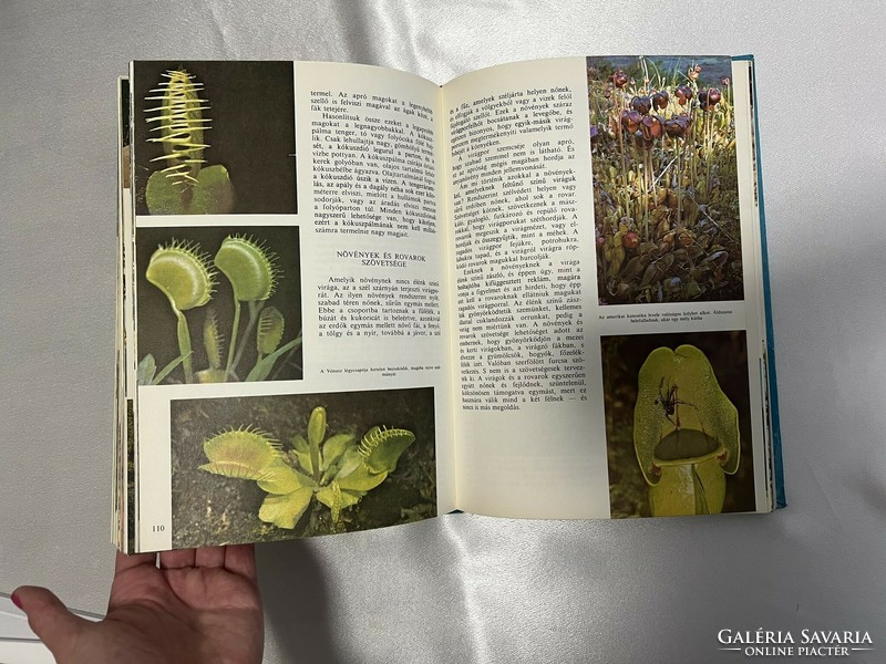 Walt disney: the world of nature book, animal album