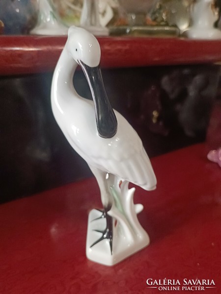 Spoon-billed heron bird