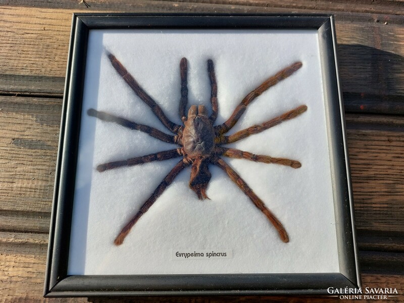 Spider preparation framed (113)