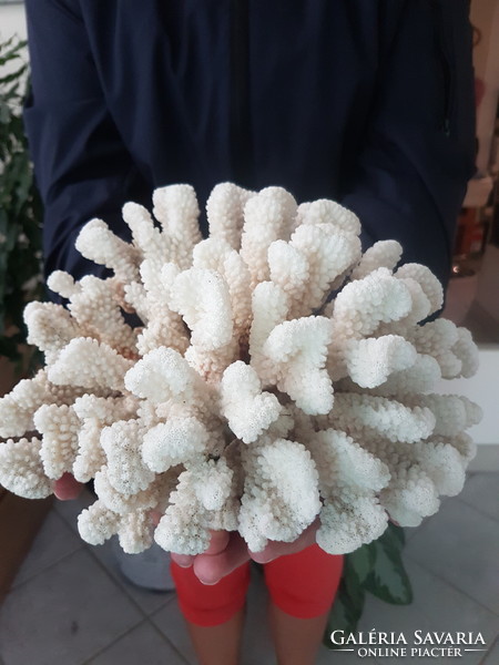 Pocillopora meandrina large coral old piece