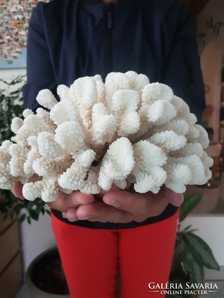 Pocillopora Meandrina nagy korall régi darab