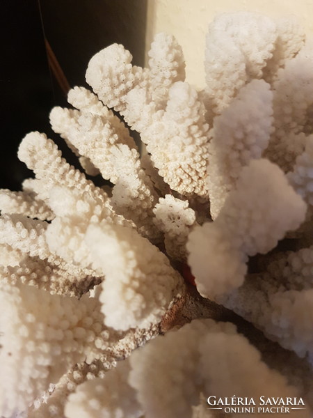 Pocillopora Meandrina nagy korall régi darab
