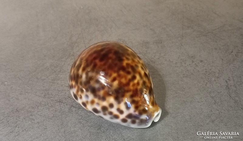 Kauri - porcelain snail with leopard pattern