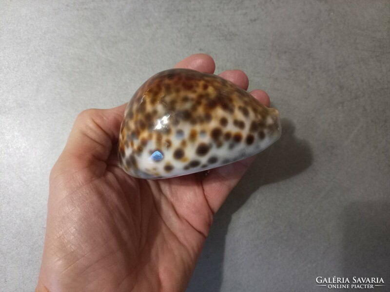 Kauri - leopárd mintás porceláncsiga