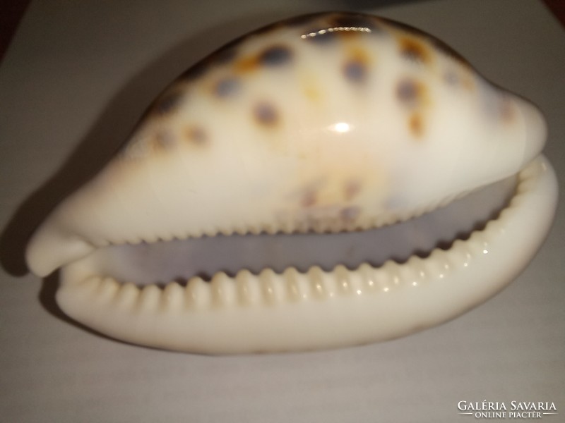 Kauri - porcelain snail with leopard pattern