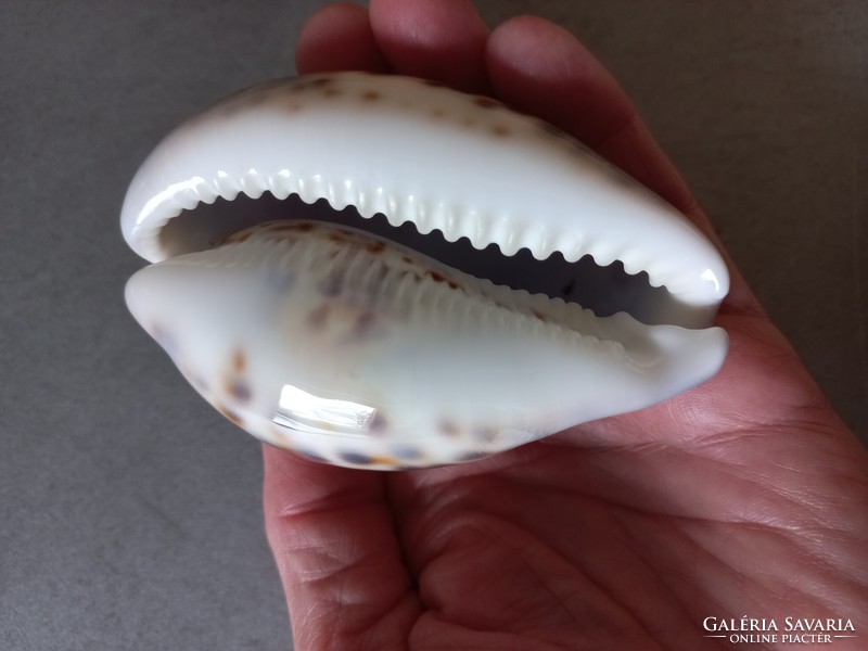 Kauri - porcelain snail with leopard pattern