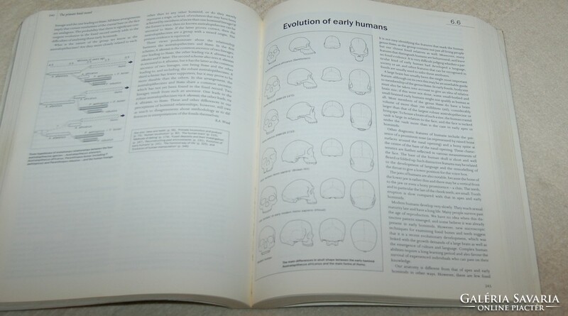 The Cambridge Encyclopedia of Human Evolutio/Az emberi evolúció Cambridge-i enciklopédiája