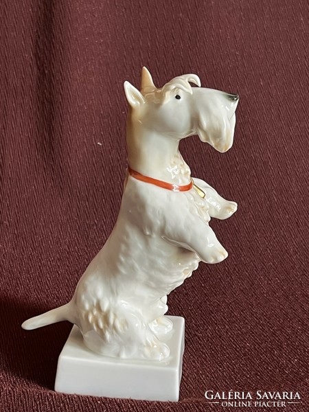 Volkstedt skót terrier kutya porcelán figura
