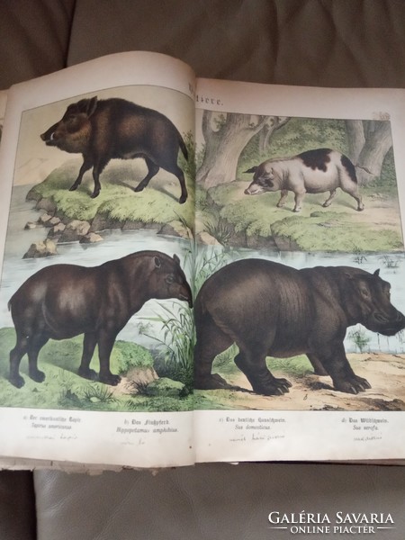 Gyerekeknek Az állatok világa színes litográfiákon 1878-89-körül Karácsony 2023