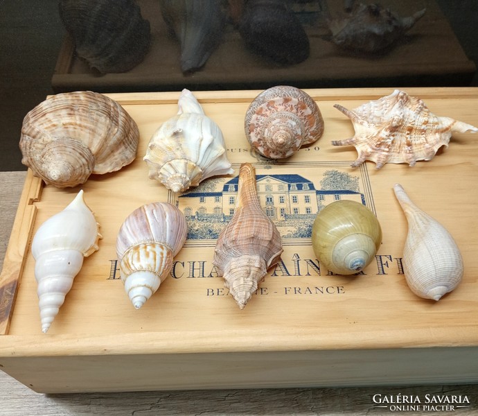 Collection of sea shells and snails