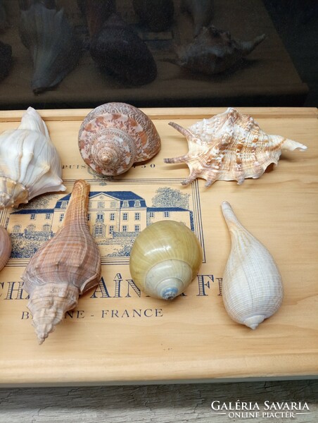 Collection of sea shells and snails