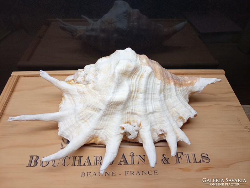Collection of sea shells - lambis truncata