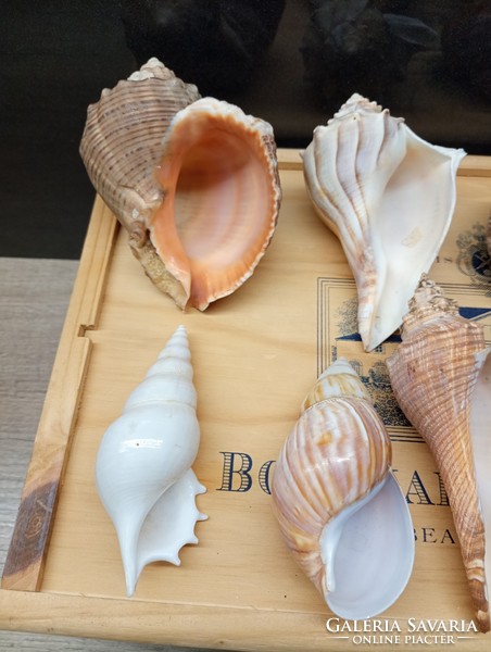Collection of sea shells and snails