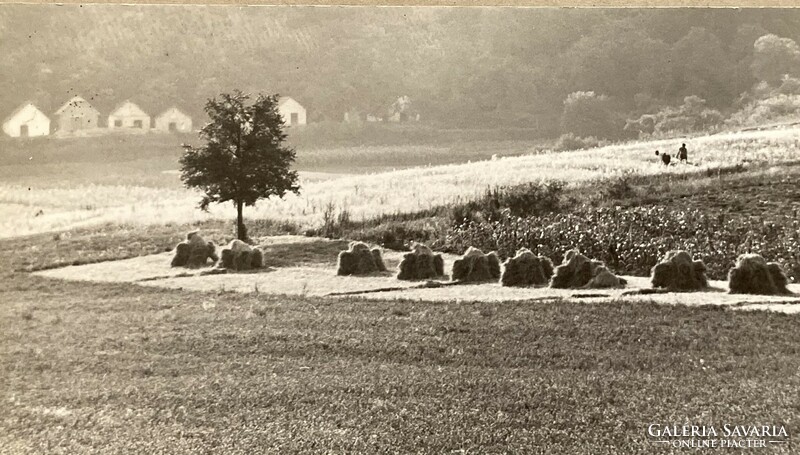 From the legacy of photographer József Harkácsi --mower.