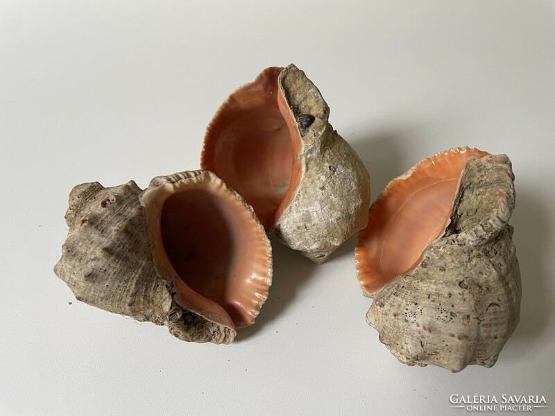 3 Sea snail shells