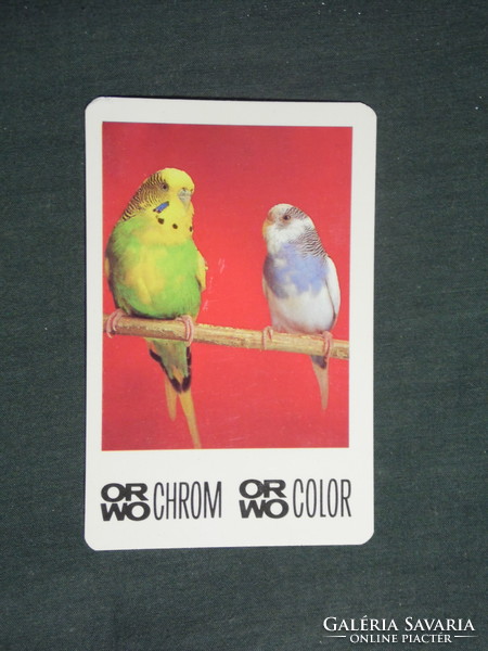 Kártyanaptár, ORWO filmgyár az NDK - ból, papagáj, 1983,   (3)