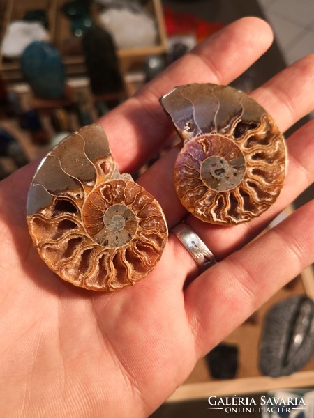 Ammonite fossil, mineral fossil