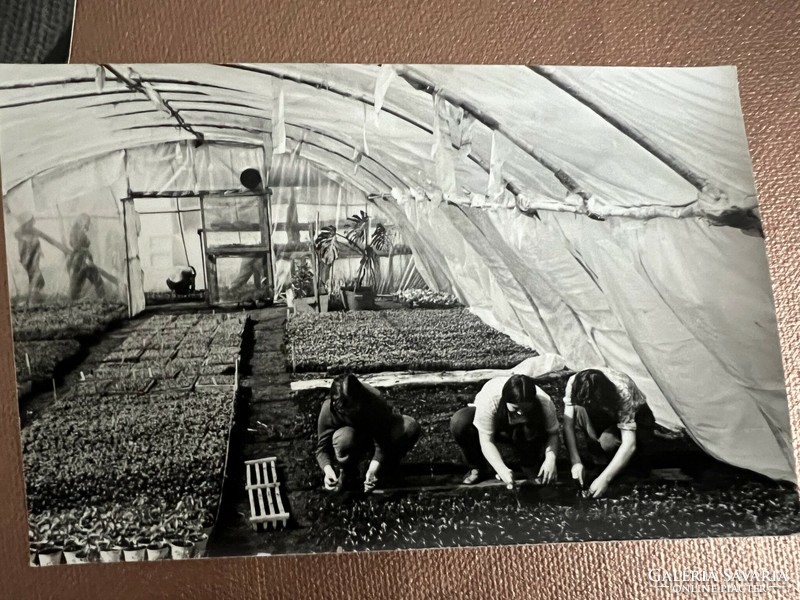 Photo and postcard package showing old occupations