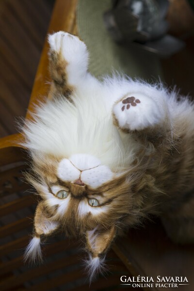 Élethű Maine Coon macska plüss portré, realisztikus cica plüss replika rendelésre