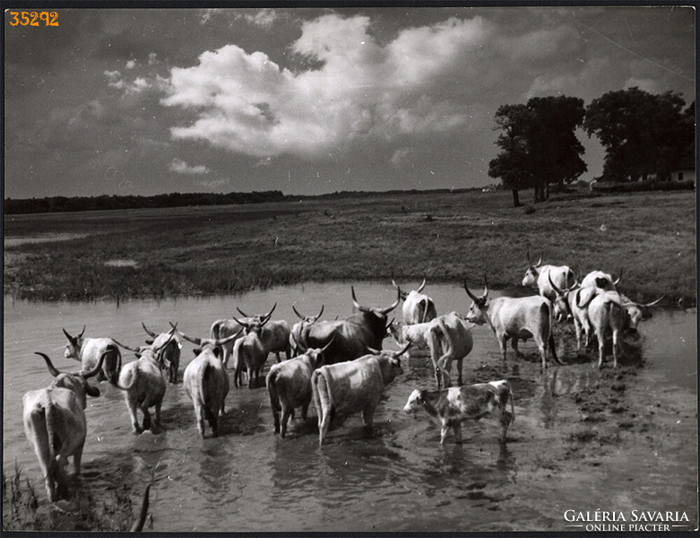 Larger size, photo art work by István Szendrő. Gray cattle in the water, ruminant, ethnography