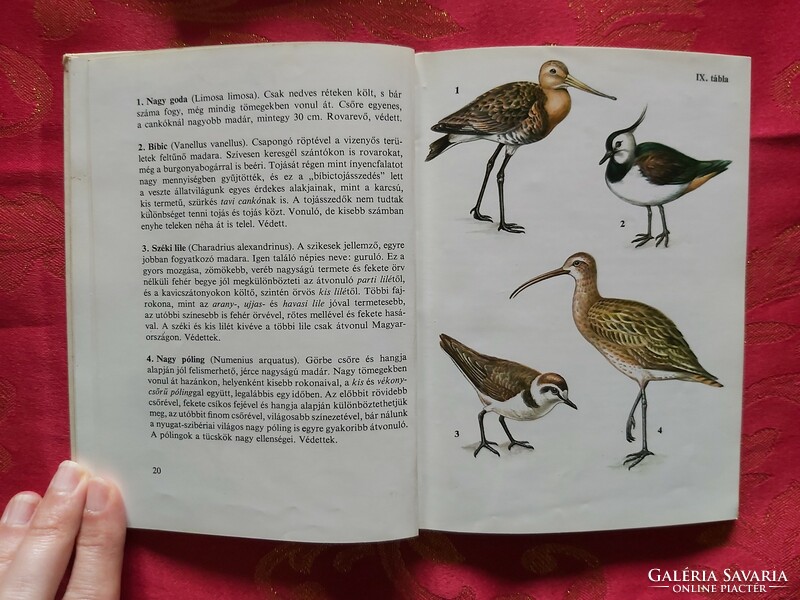 Birds 1-2-3 rare diver pocket books