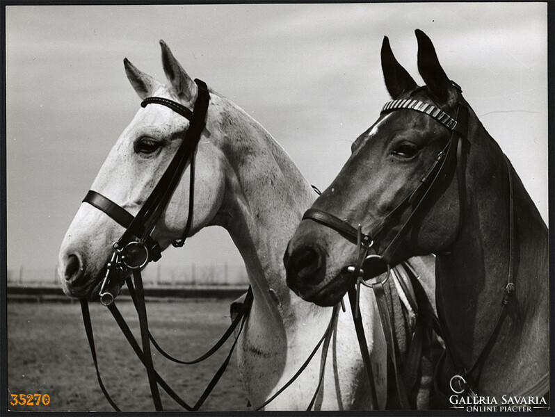 Larger size, photo art work by István Szendrő. Horses, animals, genre, 1930s.