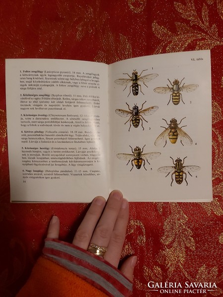 Dr. László Móczár: flies, ants, bees, wasps