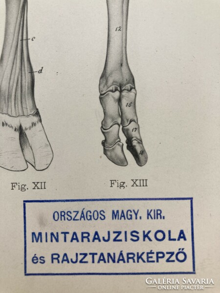 Antik anatómiai nyomat a Magyar Királyi Mintarajziskola és Rajztanárképző pecsétjével