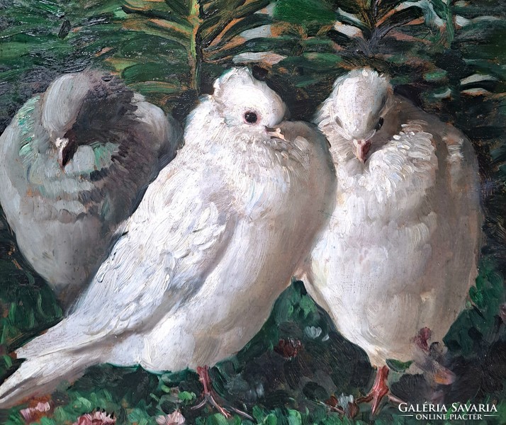Galambok (régi olajfestmény keretben) állatkép, madarak, természet