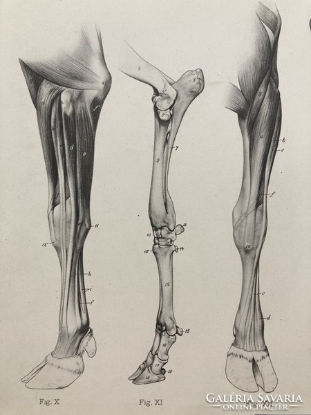 Antique anatomical print with the seal of the Hungarian Royal School of Model Drawing