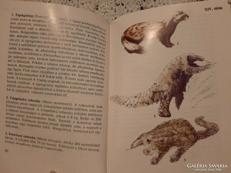 Diving pocket book: small mammals, negotiable