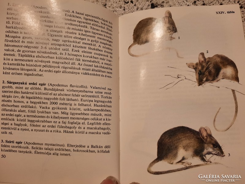 Diving pocket book: small mammals, negotiable