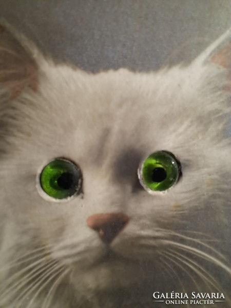 Postcard kitten with green glass eyes