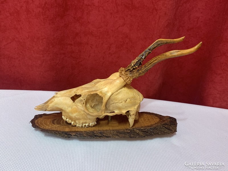 Deer antler / trophy on wooden base