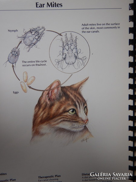 Hill's Atlas of Veterinary Clinical Anatomy