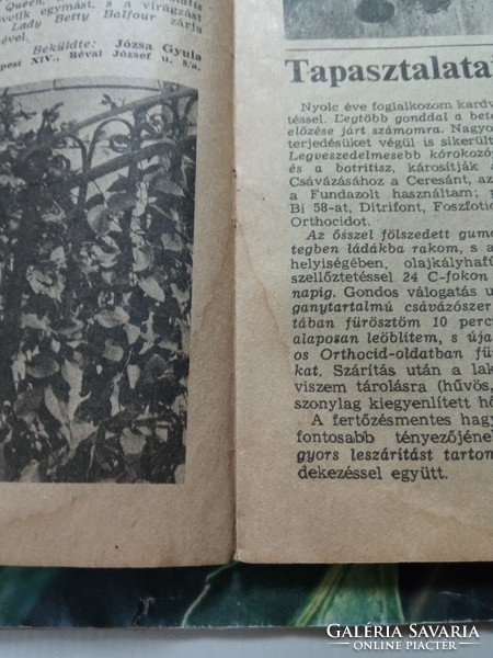 2 old newspapers from 1981 entitled horticulture and viticulture