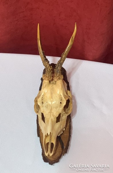 Deer antler / trophy on wooden base