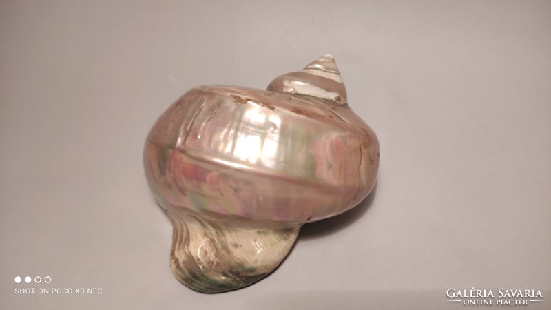 Large mother-of-pearl iridescent shell snail shell