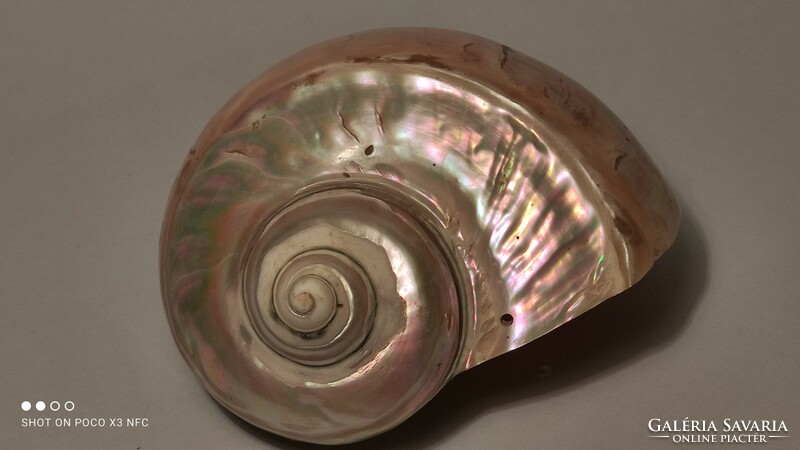 Large mother-of-pearl iridescent shell snail shell