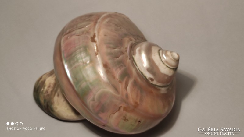 Large mother-of-pearl iridescent shell snail shell