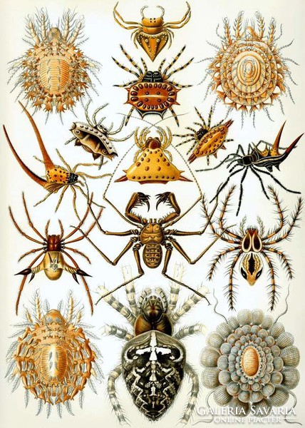 Pókfélék pókfajok ízeltlábúak Ernst Haeckel 1904 Arachnida vintage zoológia illusztráció reprint