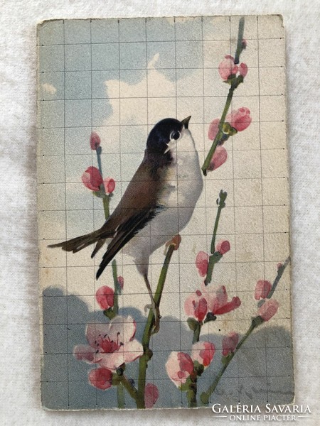 Antique, old chatarina klein - bird postcard -7.
