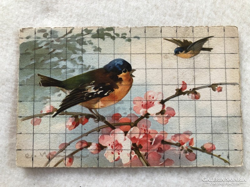 Antique, old chatarina klein - bird postcard - postal clean -7.