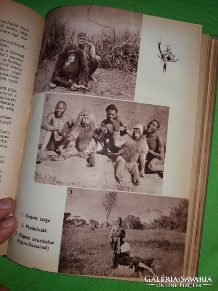 1957.Kittenberger Kálmán : Kelet - Afrika vadonjaiban könyv képek szerint IFJÚSÁGI