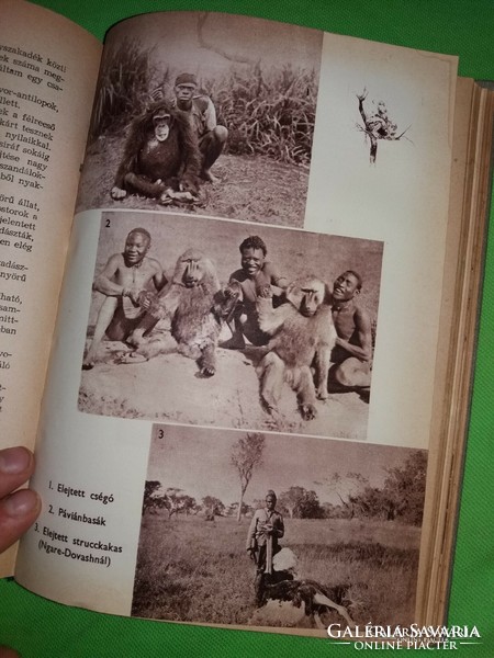 1957. Kálmán Kittenberger: in the wilds of East Africa book according to pictures youth