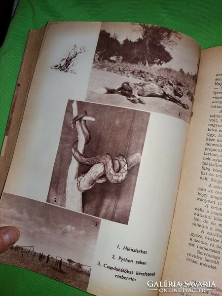 1957.Kittenberger Kálmán : Kelet - Afrika vadonjaiban könyv képek szerint IFJÚSÁGI