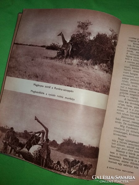 1957.Kittenberger Kálmán : Kelet - Afrika vadonjaiban könyv képek szerint IFJÚSÁGI