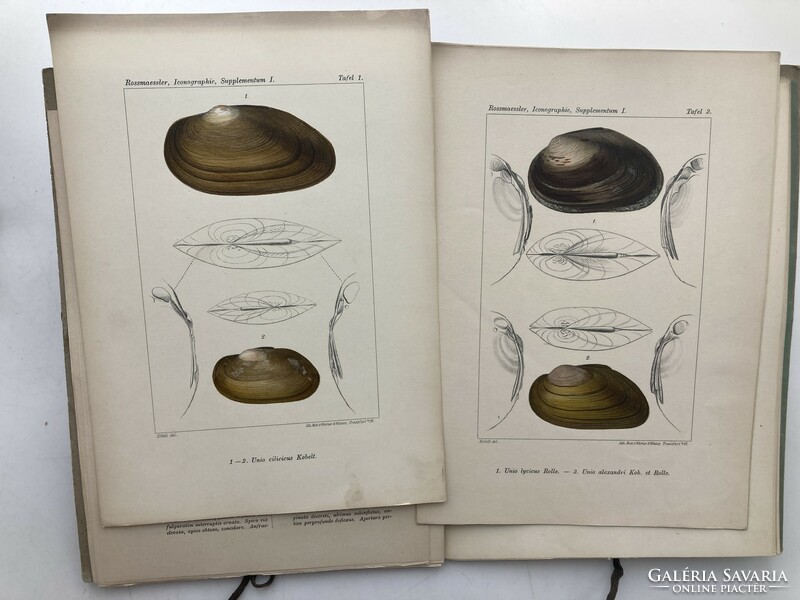 Land & süsswasser-mollusken, 1895 - ten color lithographs of shells, snails